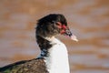 Close up on a duck. Black and white with some red on the beak