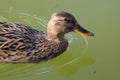 Close up of a duck on a green water pond. Royalty Free Stock Photo