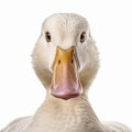 Close-up Duck Photo On White Background: Detailed Character Design Royalty Free Stock Photo