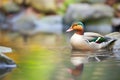 close-up of duck quacking on tranquil pond