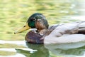 Close-up of a duck swimming in the lake Royalty Free Stock Photo