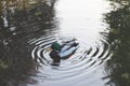 Close up duck swimming on a pond concept photo. Waterfowl habitat