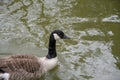 Close up of a Duck swimming in a pond Royalty Free Stock Photo