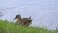 Close-up of duck walking on green grass on background of water. Action. Wild duck walking on grass by lake. Beautiful Royalty Free Stock Photo