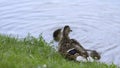 Close-up of duck walking on green grass on background of water. Action. Wild duck walking on grass by lake. Beautiful Royalty Free Stock Photo