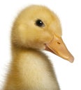 Close-up of Duckling, 1 week old Royalty Free Stock Photo