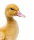 Close-up of a Duckling (7 days old) Royalty Free Stock Photo