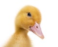 Close-up of a Duckling (7 days old) Royalty Free Stock Photo