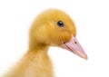 Close-up of a Duckling (7 days old) Royalty Free Stock Photo