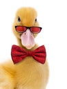 Close-up of a Duckling wearing glasses and a bow tie Royalty Free Stock Photo