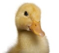 Close-up of Duckling, 1 week old, in front of white background Royalty Free Stock Photo