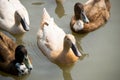 Close up ducks floating on the river Royalty Free Stock Photo