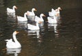 Close-up of ducks and geese swim and play together in the lake in late autumn. Royalty Free Stock Photo