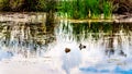 Ducks on Peter Hope Lake in the Shuswap Highlands in British Columbia, Canada Royalty Free Stock Photo