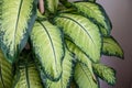 close-up dumb cane flower,difenbahya,home difenbahya flower,large leaf ornamental plants