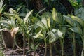 Close-up Dumb canes plant in a garden.Dieffenbachia amoena or Mother-in-law`s tongue plant