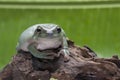 Close up dumpy tree frog / White`s tree frog