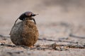 Close up of a dung beetle on a dung ball in side light Royalty Free Stock Photo