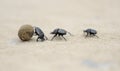 Dung beetles on beach sand with ball