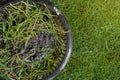 Close up of dung and grass scrap for manke fertilizer compost, Selective focus