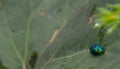 Close-Up Of Dung Green Blue Beetle On a leaf