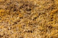 Close up of a dung heap with straw for background texture