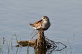 Close up of a Dunlin in breeding plumage