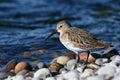 Close up of a Dunlin shorebird Royalty Free Stock Photo