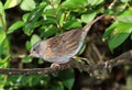 Close up of a Dunnock