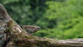 Close-up of a Dunnock, Prunella modularis, bird on a fallen tree trunk in the UK Royalty Free Stock Photo