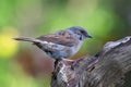 close up of a hedge sparrow dunnock