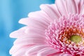 Close up duotone image of single pink gerbera germini fllower