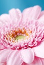 Close up duotone image of single pink gerbera germini fllower