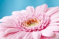 Close up duotone image of single pink gerbera germini fllower