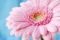 Close up duotone image of single pink gerbera germini fllower