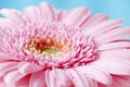 Close up duotone image of single pink gerbera germini fllower