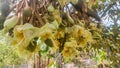 Close up of durian flower