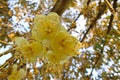 Close-up of a durian flower hanging