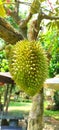 Close up Durian Lhong Lablae, fruits otop at Uttaradit province, Thailand.