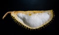 Close up Durian rind , tropical Thai fruit on black background. Royalty Free Stock Photo