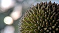 Close up durian texture background and wallpaper Royalty Free Stock Photo