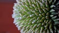 Close up durian texture background and wallpaper Royalty Free Stock Photo