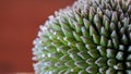 Close up durian texture background and wallpaper Royalty Free Stock Photo