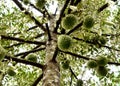 Durian trees in the farm in Thailand.