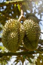 Close up durians on the durian tree in durian orchard Royalty Free Stock Photo