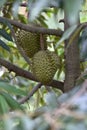 Close-up durians on the durian tree in organic durian orchard. King of fruit Royalty Free Stock Photo