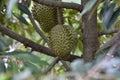 Close-up durians on the durian tree in organic durian orchard. King of fruit Royalty Free Stock Photo