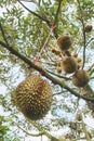 Close up of durians hanging