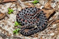 Dusky Pygmy Rattlesnake Sistrurus miliarius barbouri Royalty Free Stock Photo