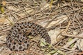 Dusky Pygmy Rattlesnake - Sistrurus miliarius barbouri Royalty Free Stock Photo